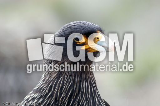 Geierfalke (4 von 11).jpg